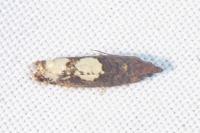Epinotia trigonella
