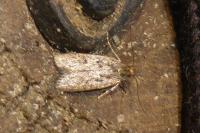 Hofmannophila pseudospretella
