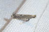 Parornix torquillella