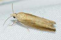 Eucosma obumbratana