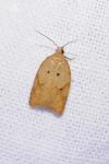 Acleris ferrugana/notana