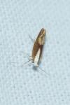 Argyresthia albistria