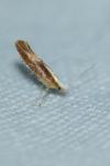 Argyresthia albistria