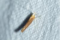 Argyresthia