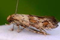 Epermenia insecurella