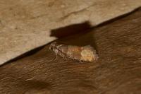 Clavigesta