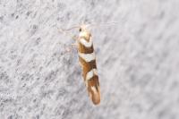 Argyresthia goedartella
