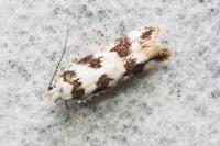 Caryocolum peregrinellum