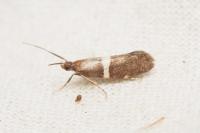 Eidophasia messingiella