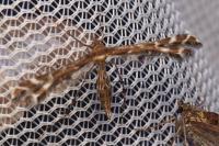 Oxyptilus