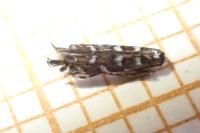Parectopa ononidis