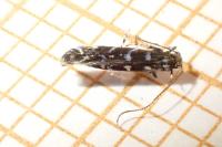 Parectopa ononidis