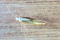 Argyresthia albistria