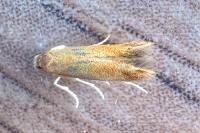 Tischeria