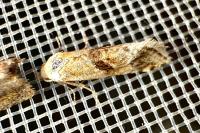 Cochylimorpha straminea