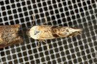 Cochylimorpha straminea