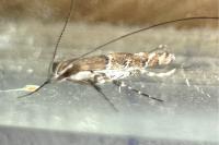 Acrocercops brongniardella