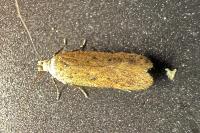 Bryotropha terrella