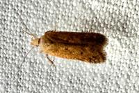 Bryotropha terrella