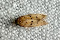 Pseudotelphusa paripunctella