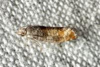 Clavigesta purdeyi