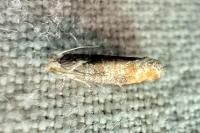 Clavigesta purdeyi