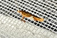 Caloptilia stigmatella