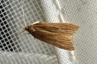 Helcystogramma rufescens
