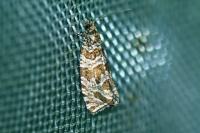 Celypha rivulana
