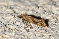 Epermenia falciformis