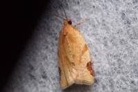 Paramesia gnomana