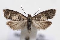 Epinotia immundana