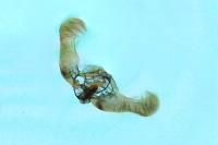 Epinotia immundana