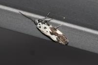 Ethmia quadrillella