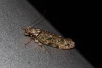 Psoricoptera gibbosella