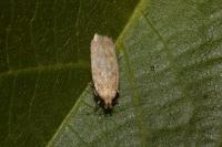 Platyedra subcinerea