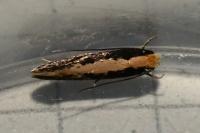 Monopis crocicapitella