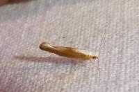 Argyresthia albistria/semitestacella