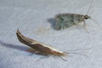 Ypsolopha dentella