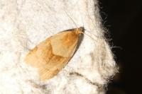 Clepsis rurinana