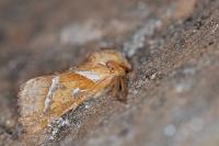 Triodia sylvina