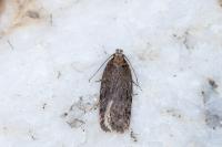 Depressaria incognitella