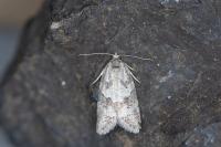 Cnephasia pasiuana