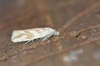 Thiodia citrana