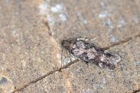 Caryocolum tischeriellum