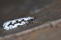 Ethmia pusiella