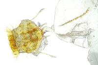 Cnephasia pasiuana