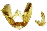 Thiodia citrana