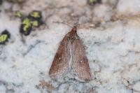 Levipalpus hepatariella