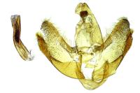 Levipalpus hepatariella